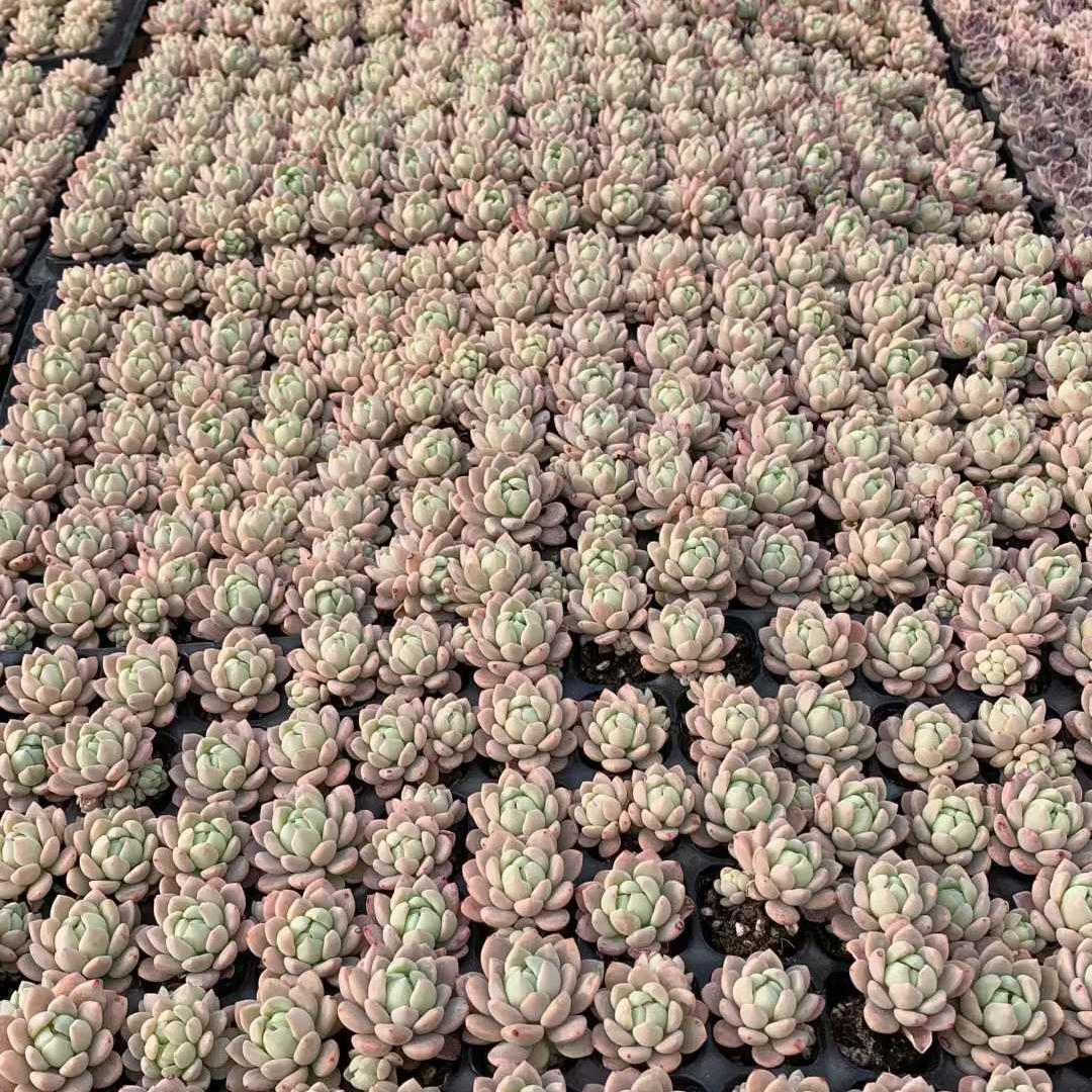 Top【選抜株】多肉植物　25415スモールピーチ　105個 プラグトレー苗