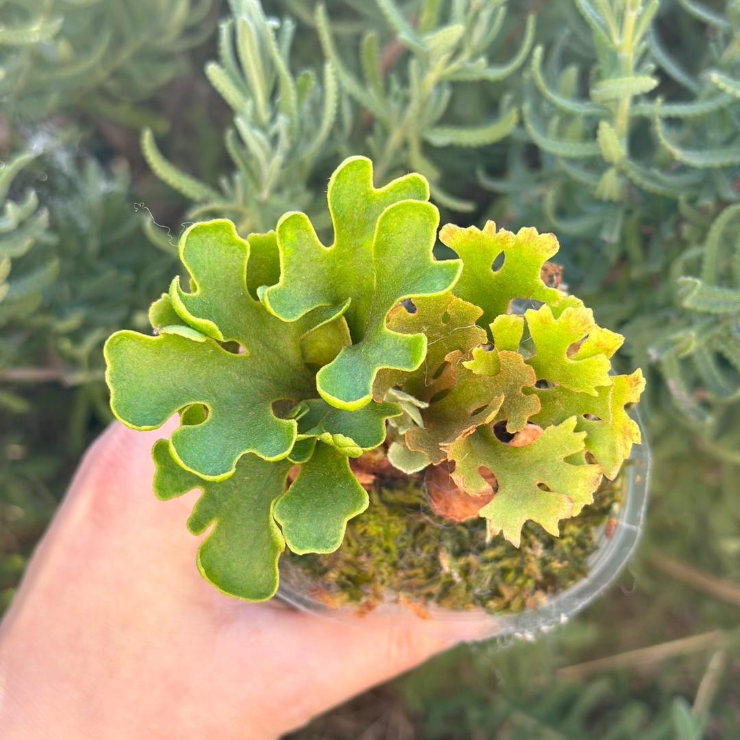 ビカクシダ P.ridleyi dwarf silver 4211