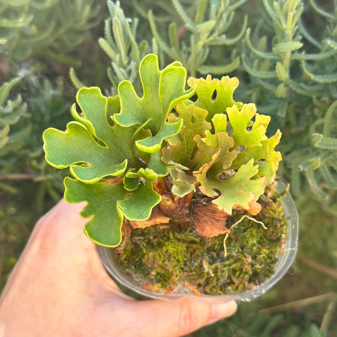 ビカクシダ P.ridleyi dwarf silver 4211