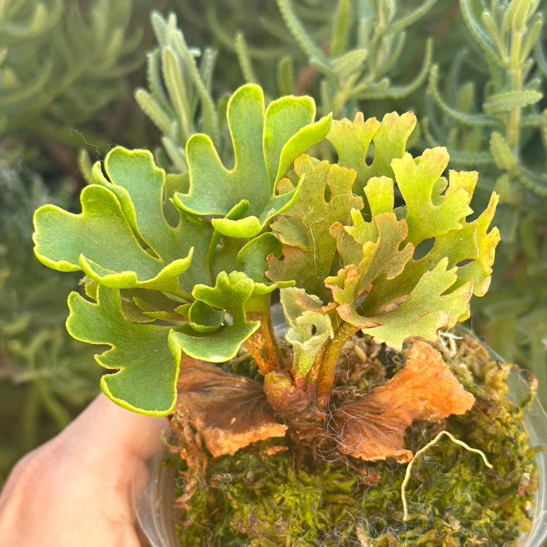 ビカクシダ P.ridleyi dwarf silver 4211