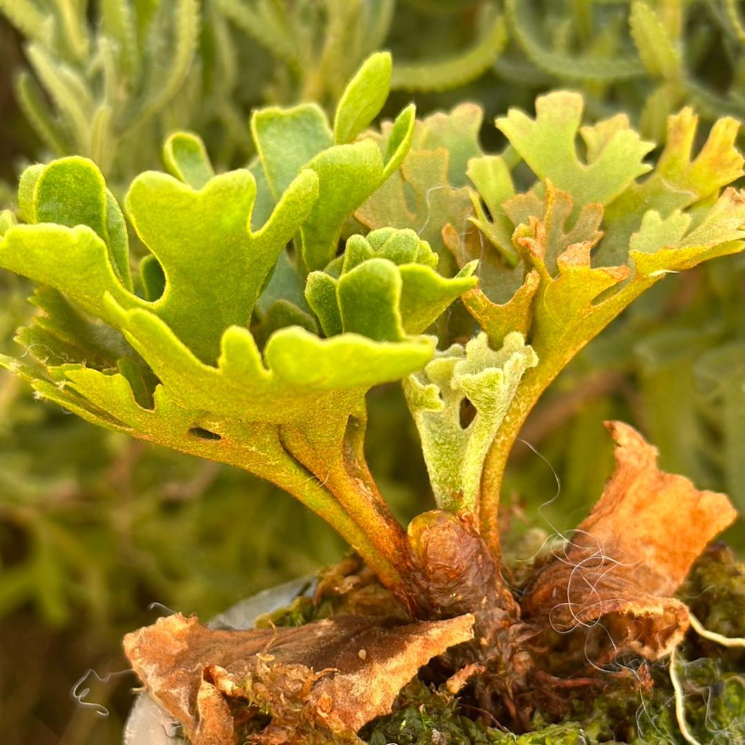 ビカクシダ P.ridleyi dwarf silver 4211