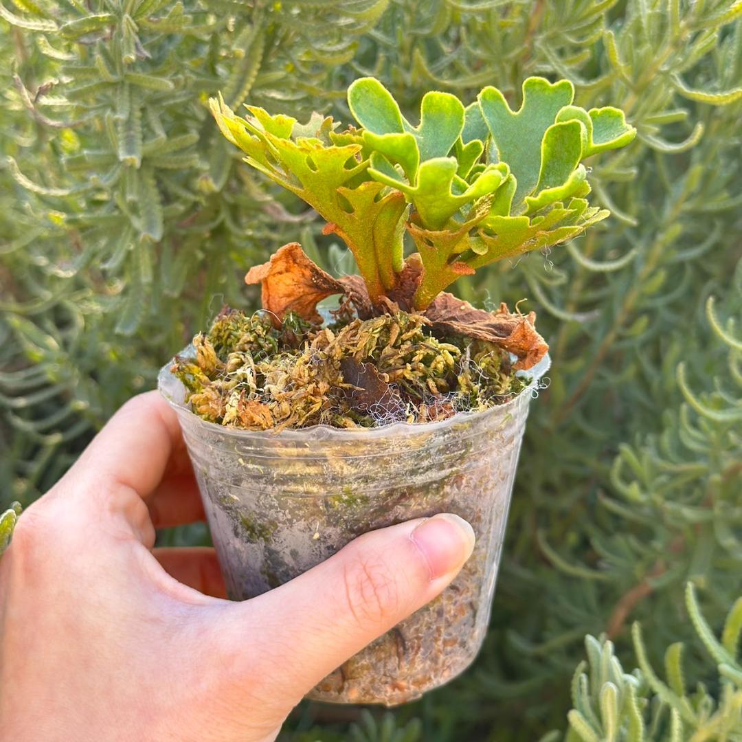 ビカクシダ P.ridleyi dwarf silver 4211