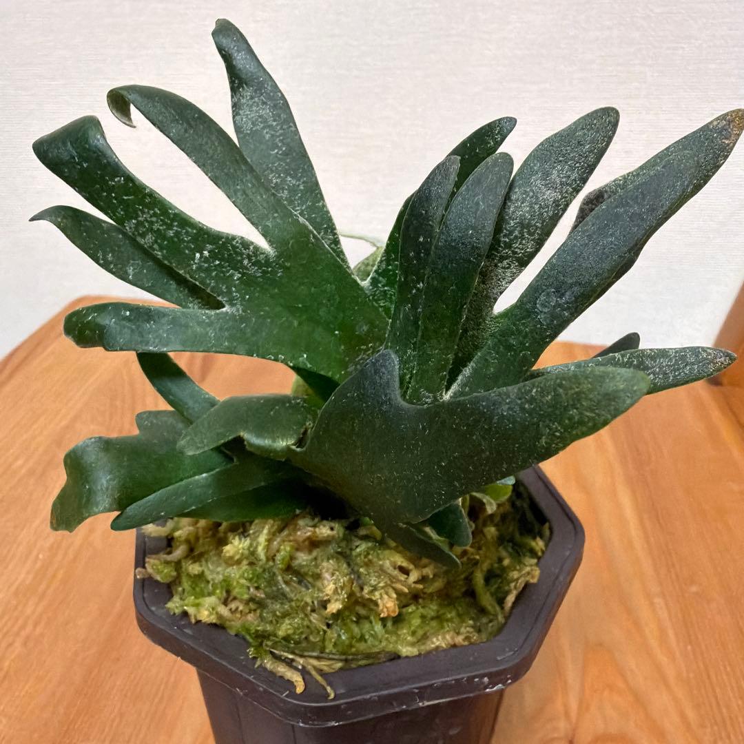 ＊P. Willinckii Bacteria SP 3号ドワーフ＊