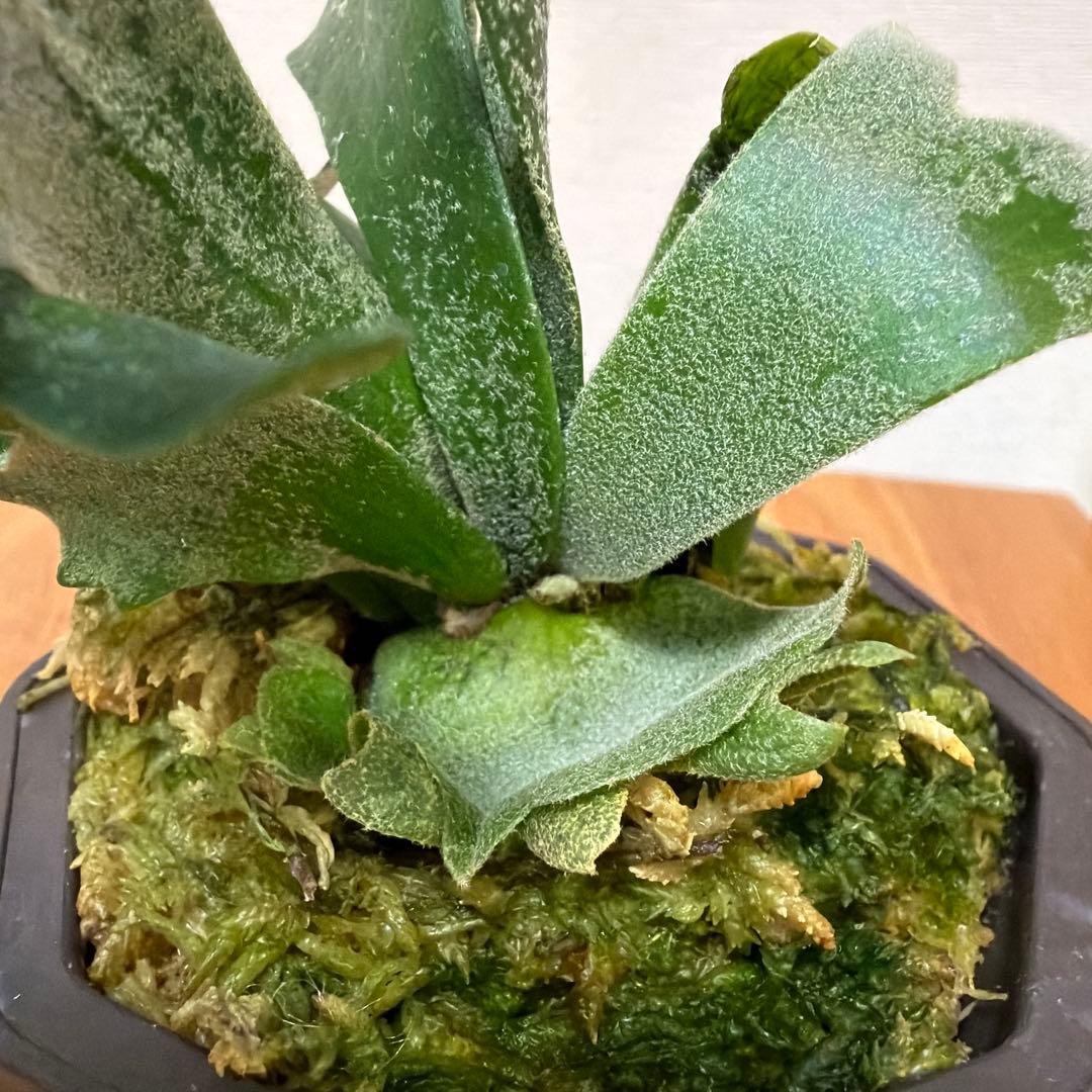 ＊P. Willinckii Bacteria SP 3号ドワーフ＊