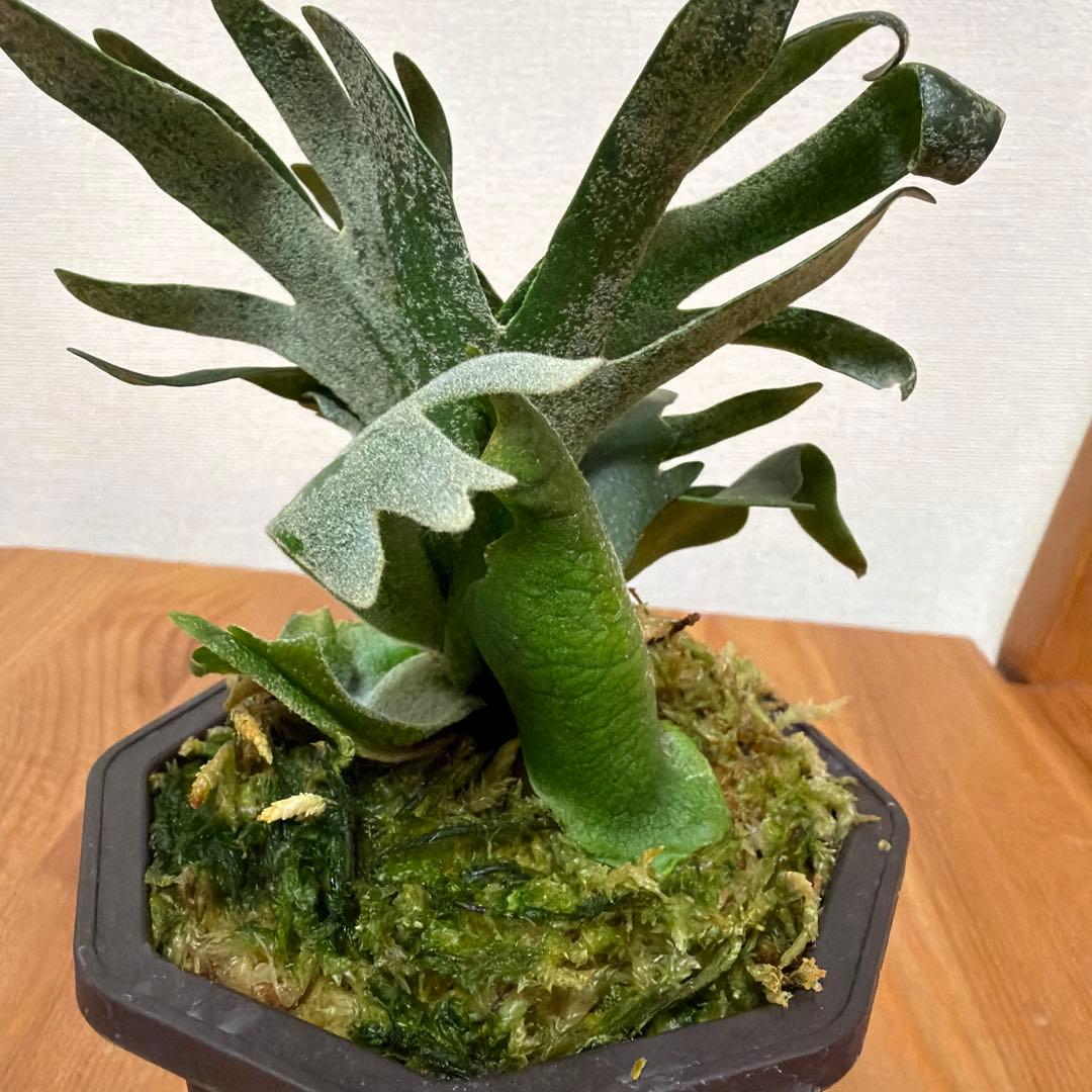 ＊P. Willinckii Bacteria SP 3号ドワーフ＊