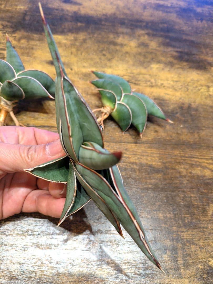 s*r様 ② サンスベリア　ロリダ　3株セット 極上輸入株 サボテン ユーフォル