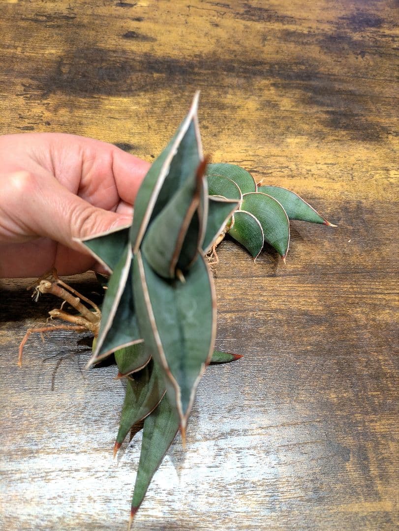 s*r様 ② サンスベリア　ロリダ　3株セット 極上輸入株 サボテン ユーフォル