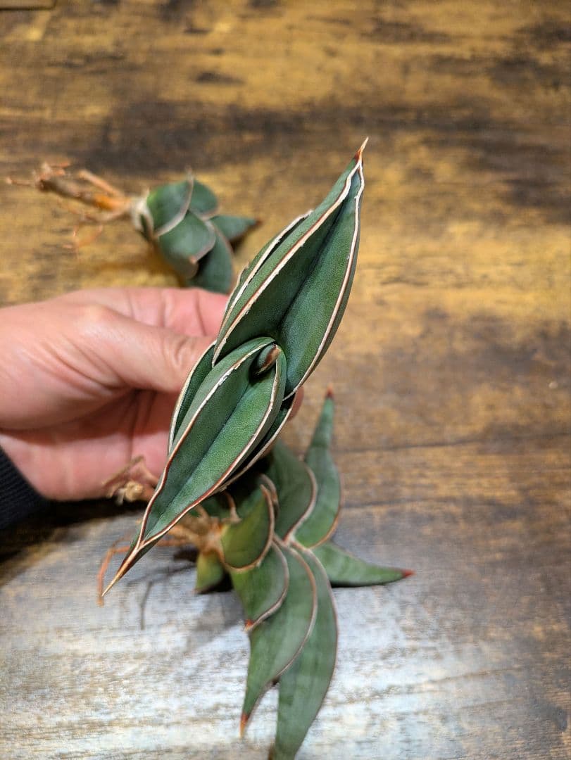 s*r様 ② サンスベリア　ロリダ　3株セット 極上輸入株 サボテン ユーフォル