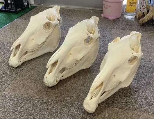 アフリカ便！サバンナシマウマ 頭骨