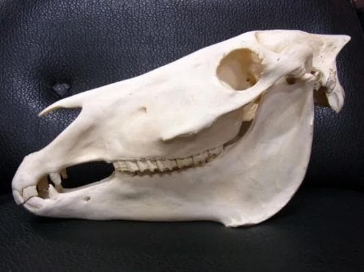 アフリカ便！サバンナシマウマ 頭骨