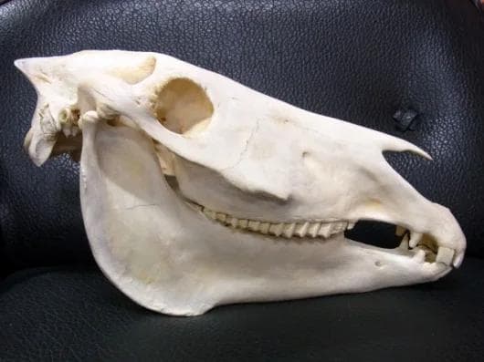 アフリカ便！サバンナシマウマ 頭骨