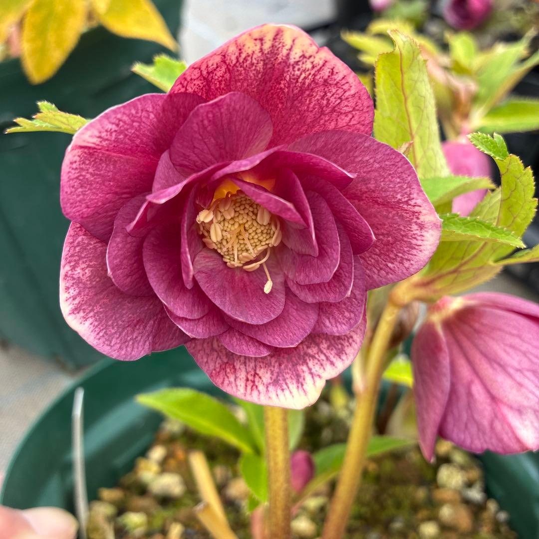 クリスマスまで　レッドオーレア　白抜け　6寸