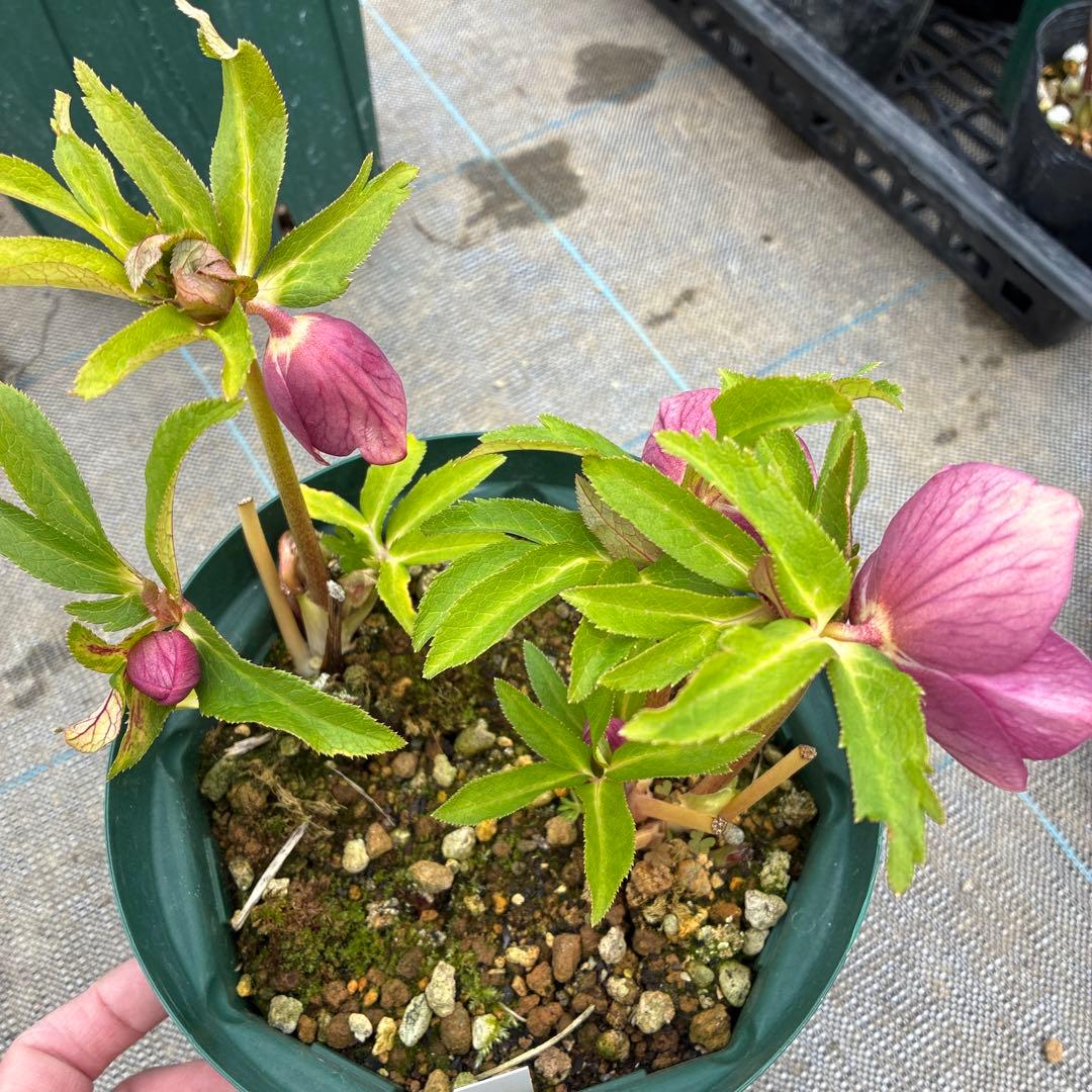 クリスマスまで　レッドオーレア　白抜け　6寸