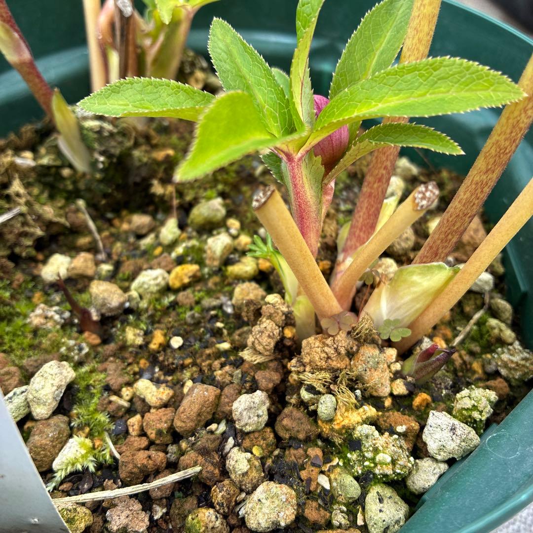 クリスマスまで　レッドオーレア　白抜け　6寸