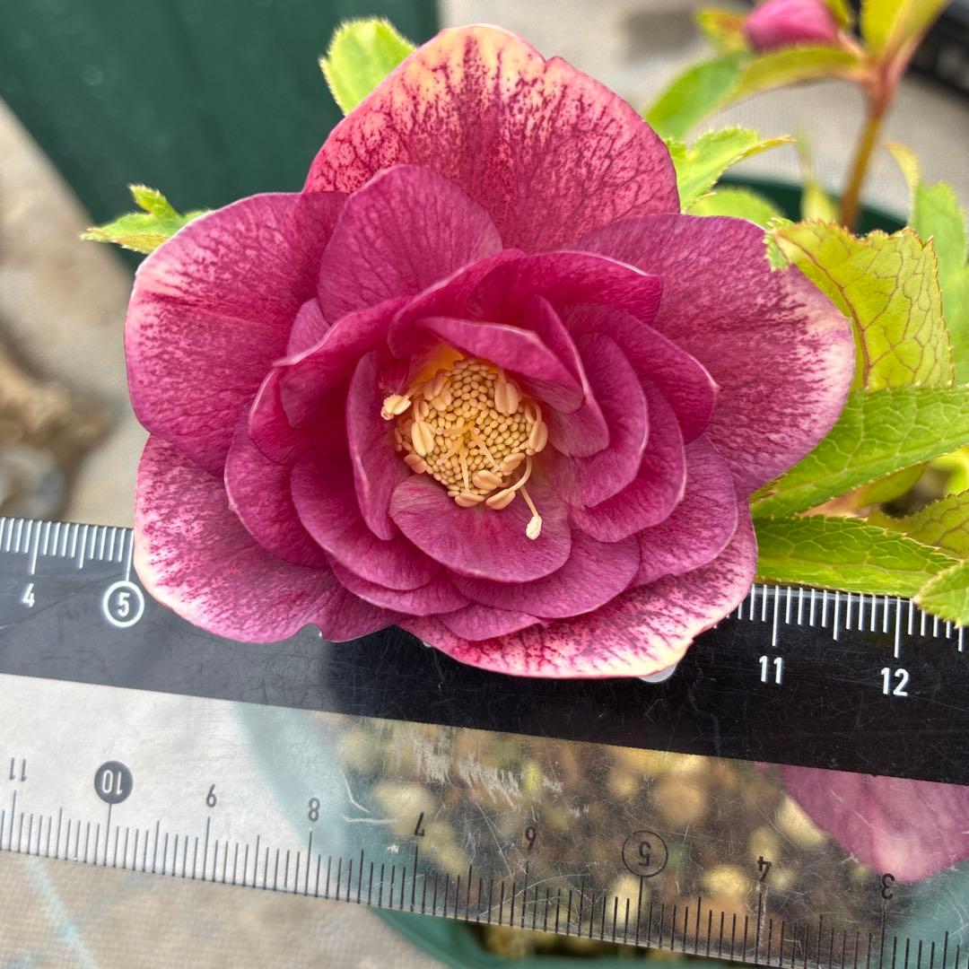 クリスマスまで　レッドオーレア　白抜け　6寸