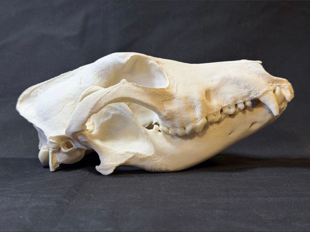 頭骨　頭蓋骨　骨格標本　ウルフドッグ　スカル　26002