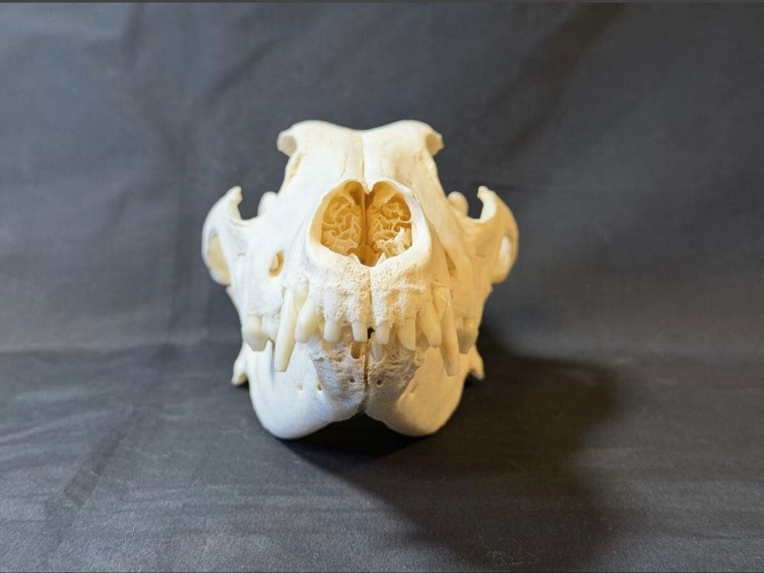 頭骨　頭蓋骨　骨格標本　ウルフドッグ　スカル　26002