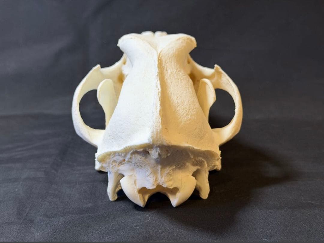 頭骨　頭蓋骨　骨格標本　ウルフドッグ　スカル　26002