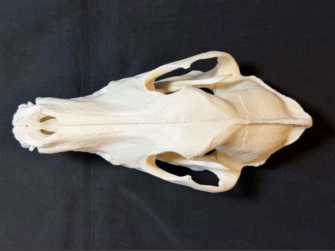 頭骨　頭蓋骨　骨格標本　ウルフドッグ　スカル　26002