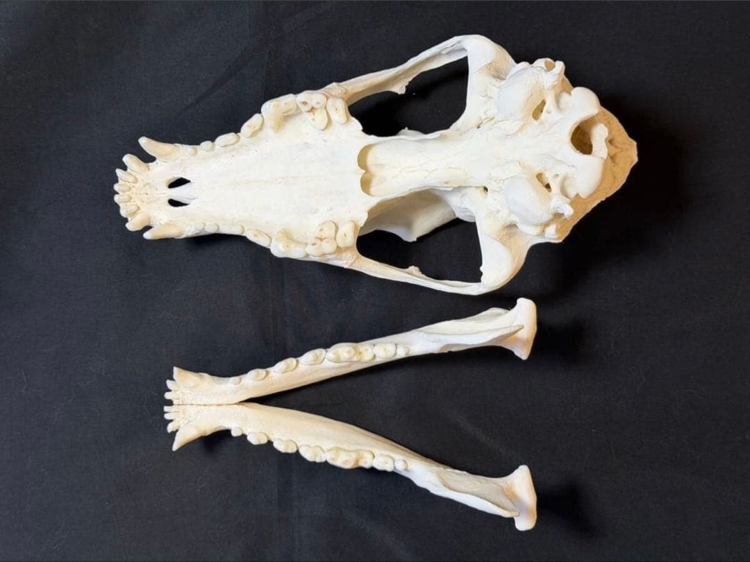 頭骨　頭蓋骨　骨格標本　ウルフドッグ　スカル　26002