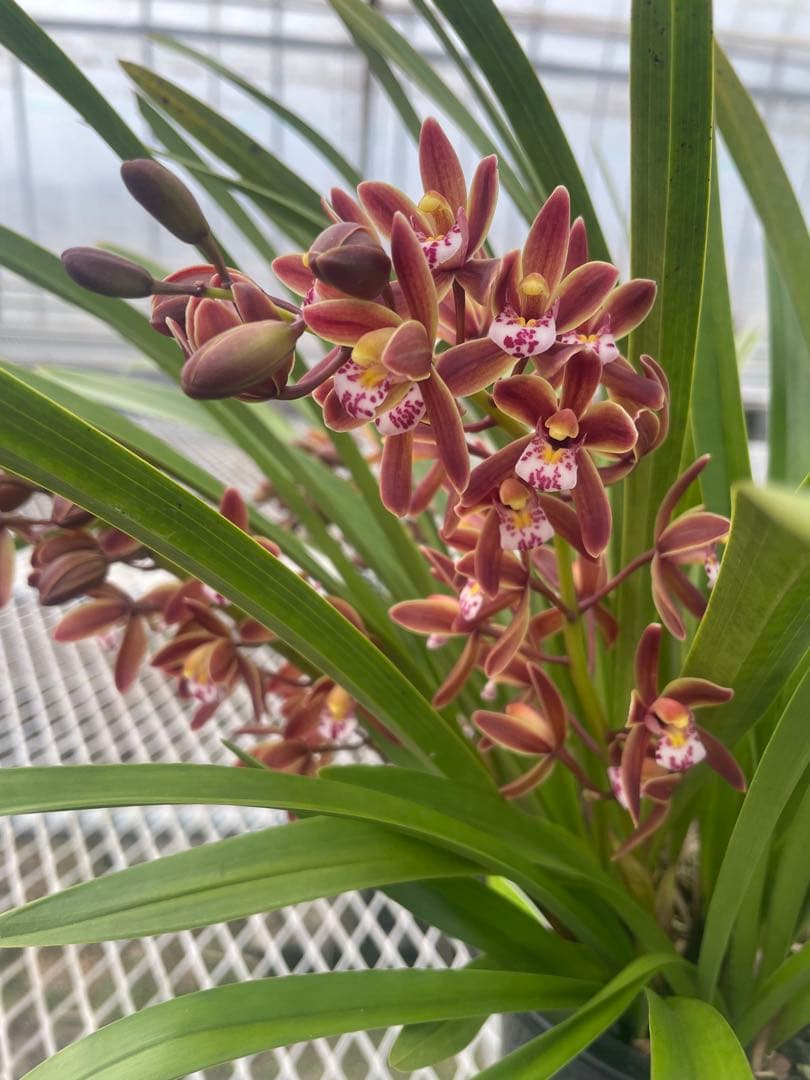 R8年キンリョウヘン花芽4本#20