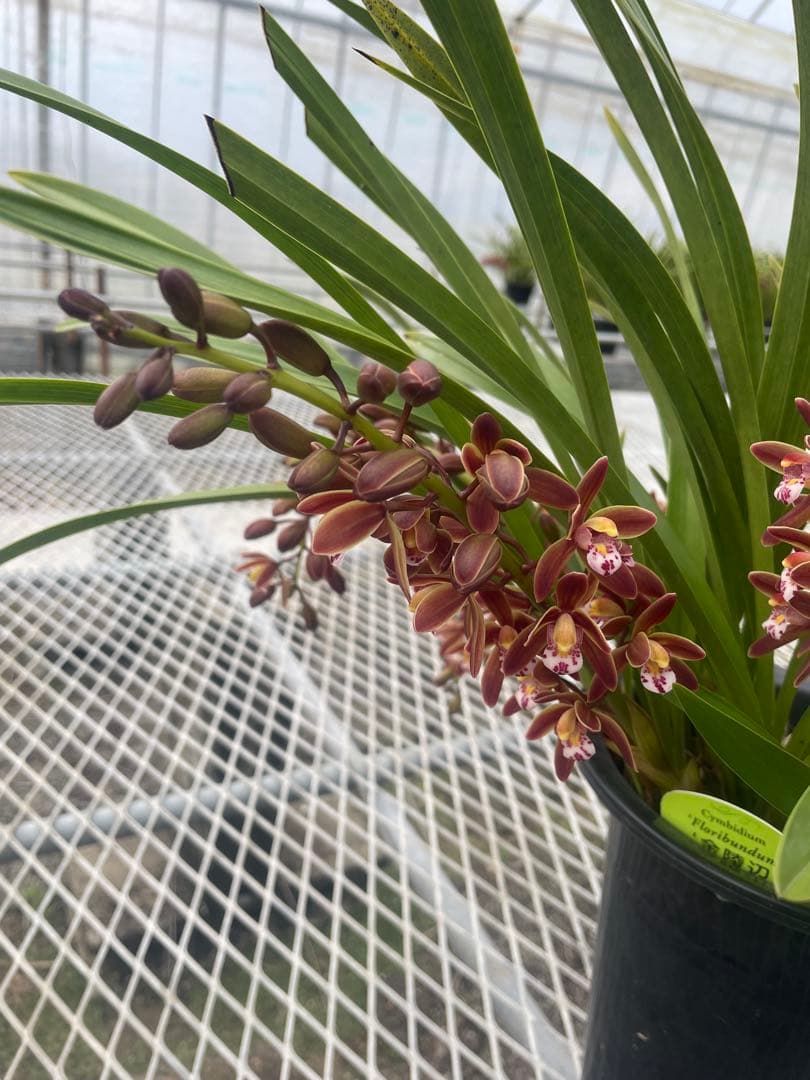 R8年キンリョウヘン花芽4本#20