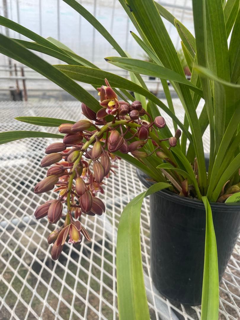 R8年キンリョウヘン花芽4本#20