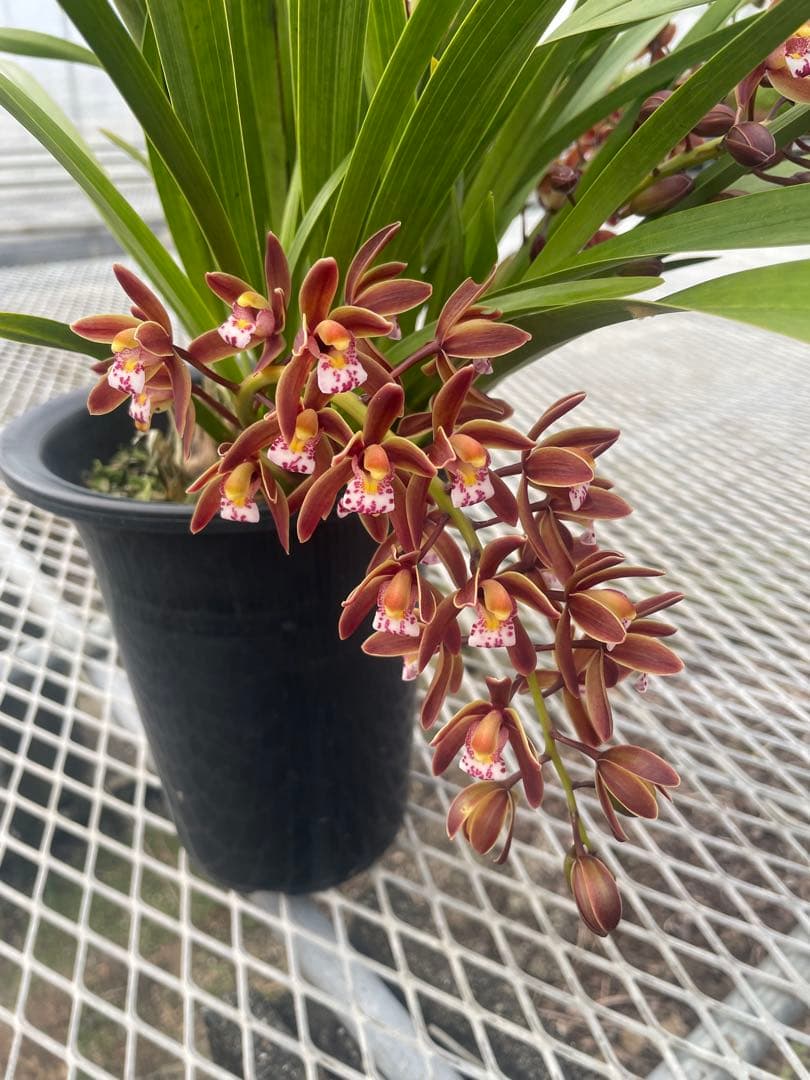 R8年キンリョウヘン花芽4本#20