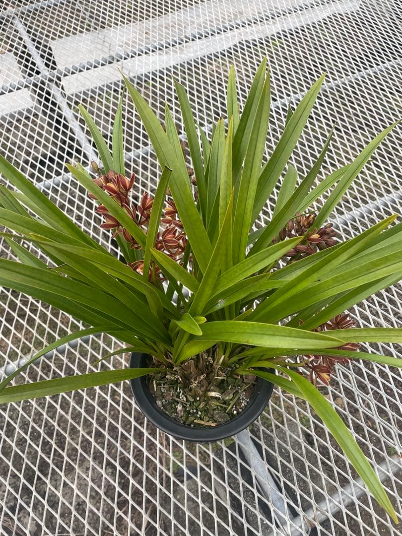 R8年キンリョウヘン花芽4本#20