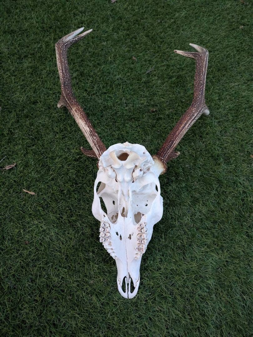 鹿の頭骨 置物 3点セット ニホンジカ