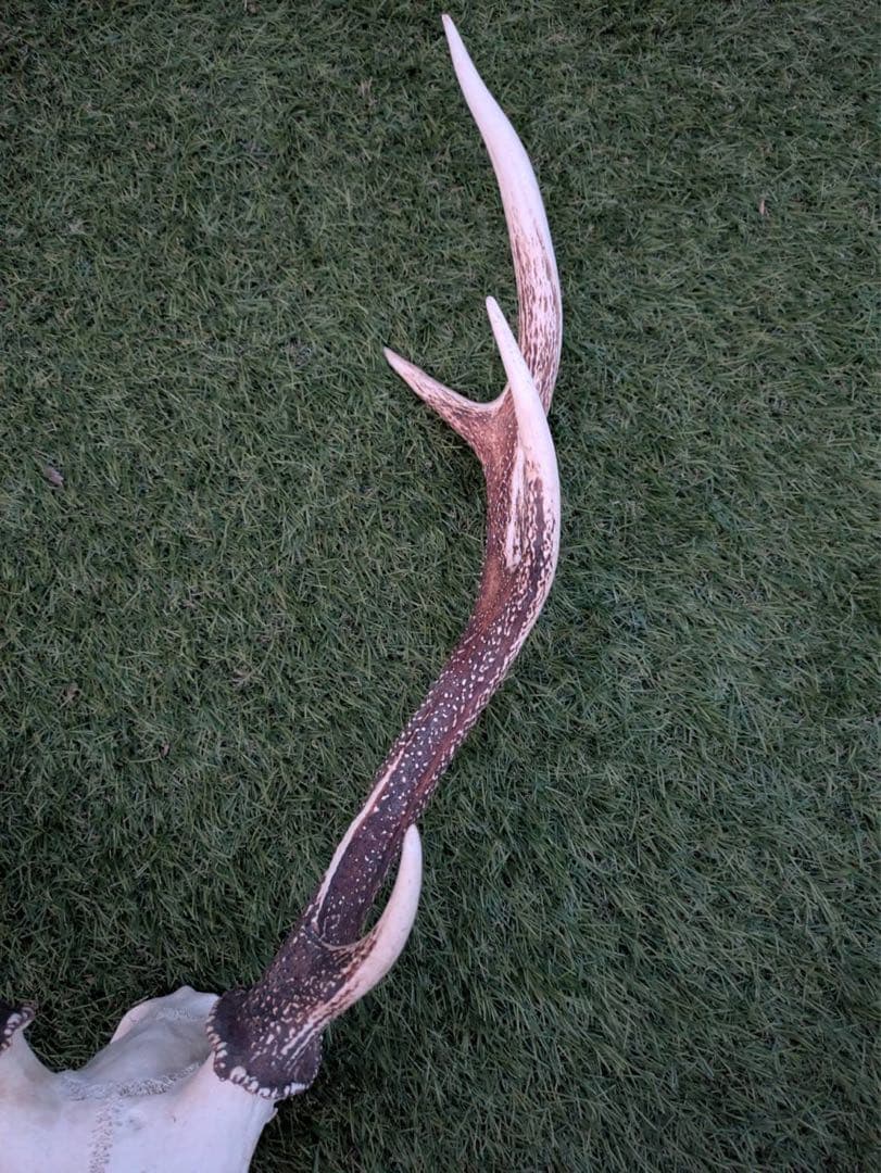 鹿の頭骨 置物 3点セット ニホンジカ