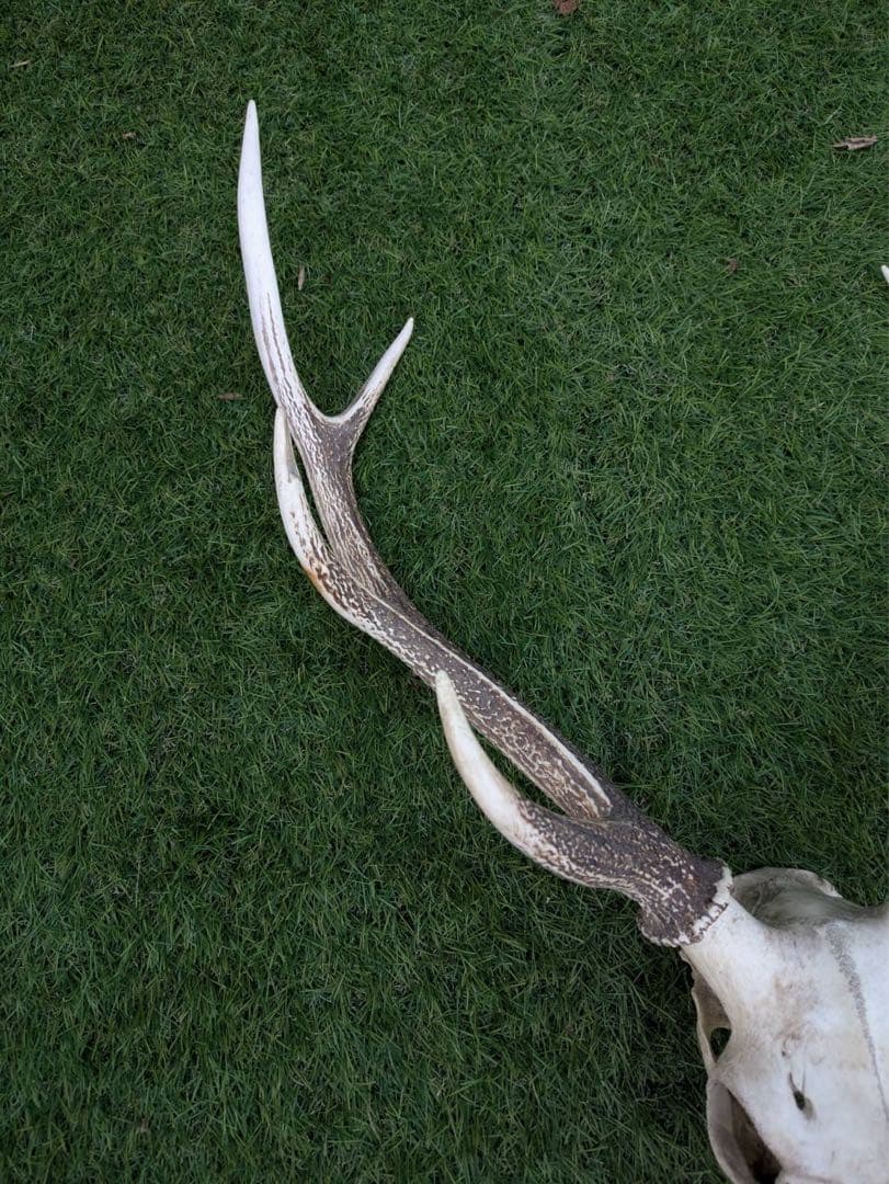 鹿の頭骨 置物 3点セット ニホンジカ
