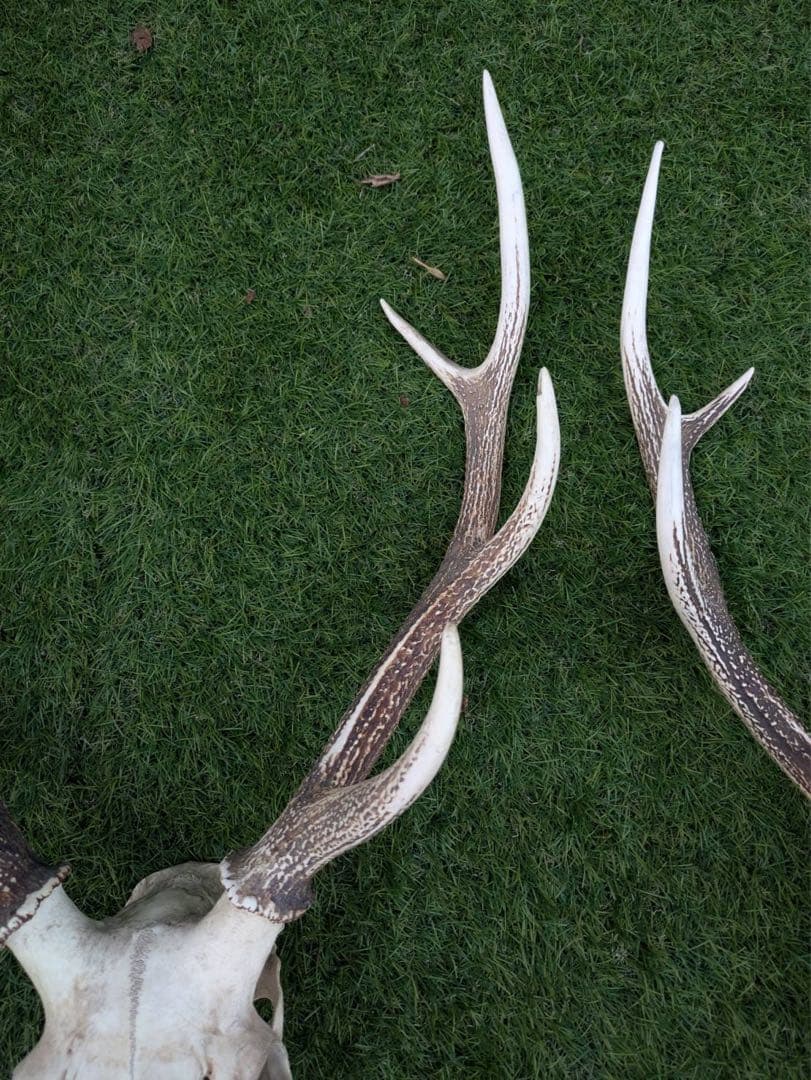鹿の頭骨 置物 3点セット ニホンジカ