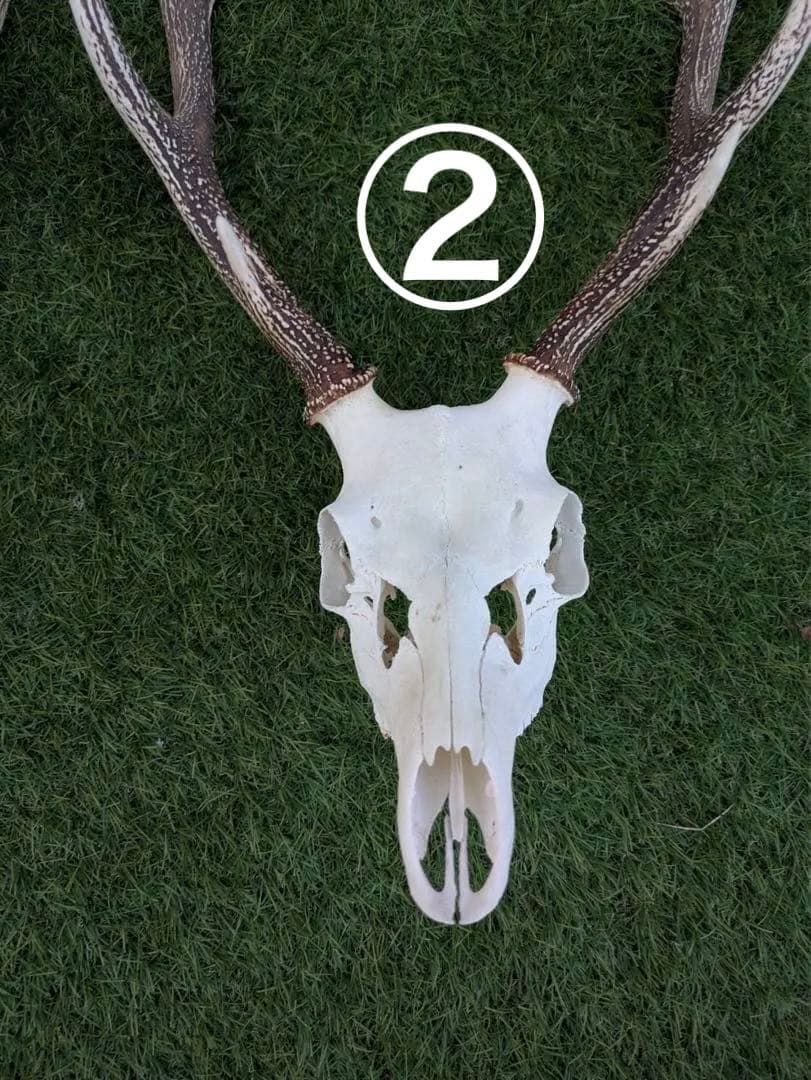 鹿の頭骨 置物 3点セット ニホンジカ