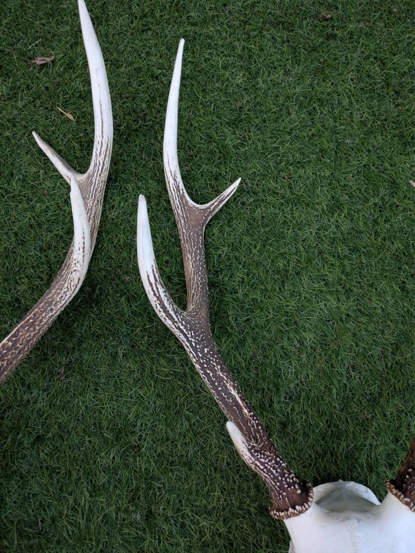 鹿の頭骨 置物 3点セット ニホンジカ