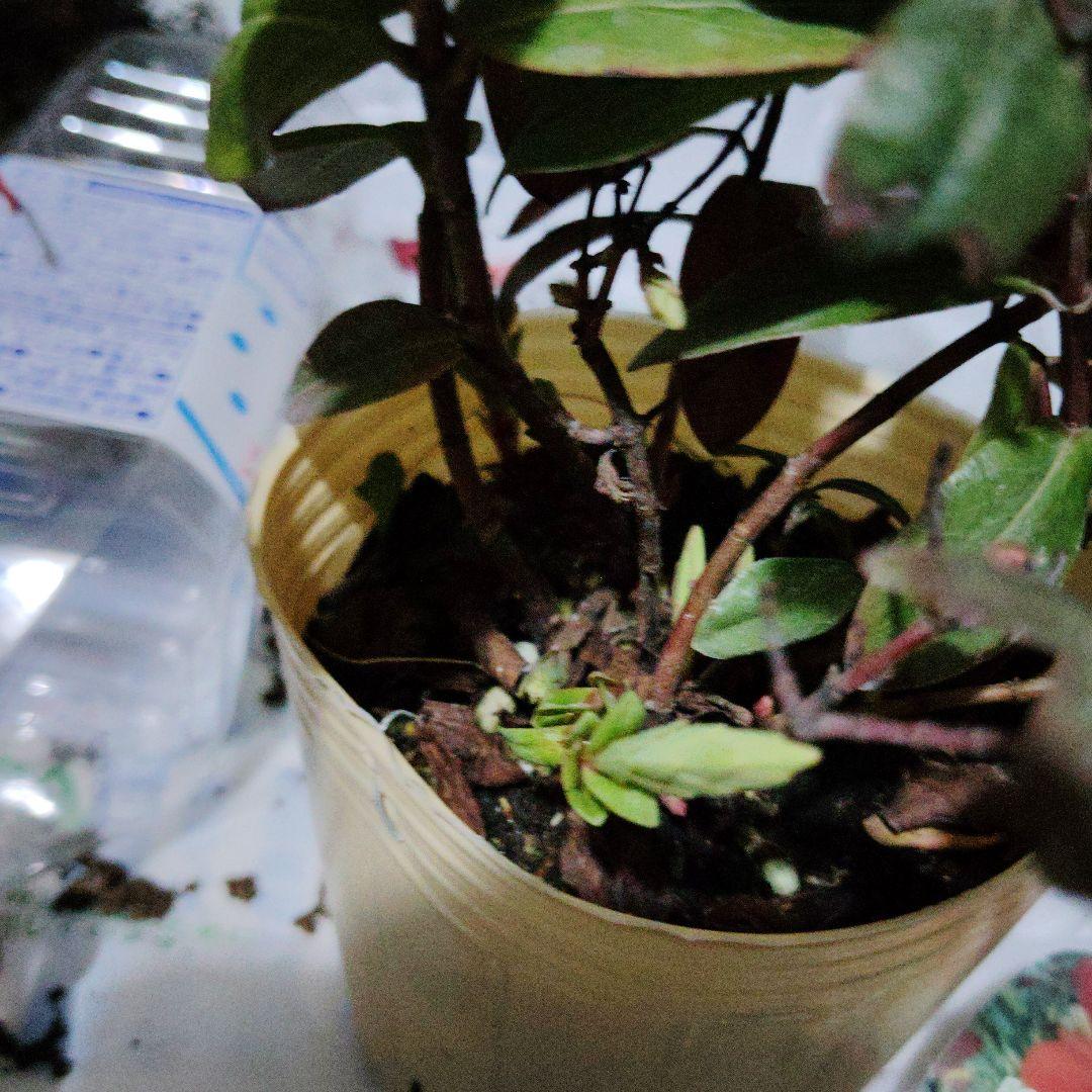 ヒペリカム　ゴールドフォーム(26)