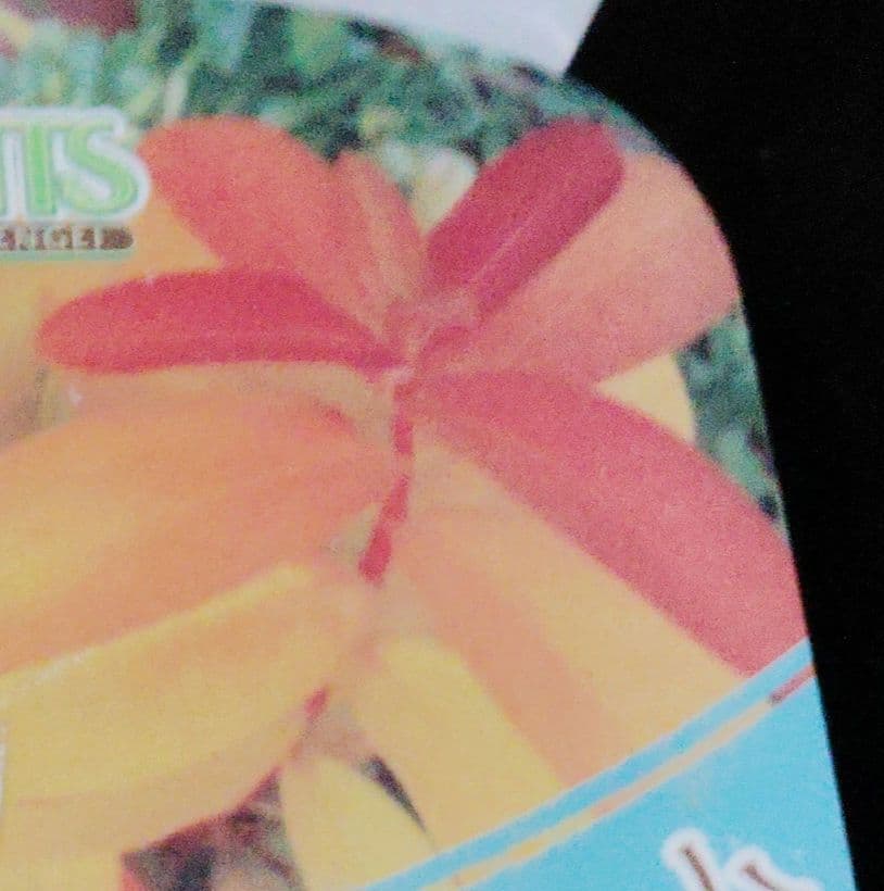 ヒペリカム　ゴールドフォーム(26)