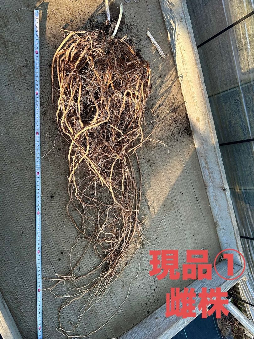 【雌２株・雄１株】今年3年目のアスパ ラガス 株（現品）15〜17