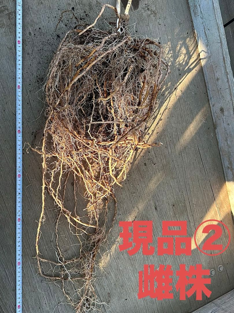 【雌２株・雄１株】今年3年目のアスパ ラガス 株（現品）15〜17