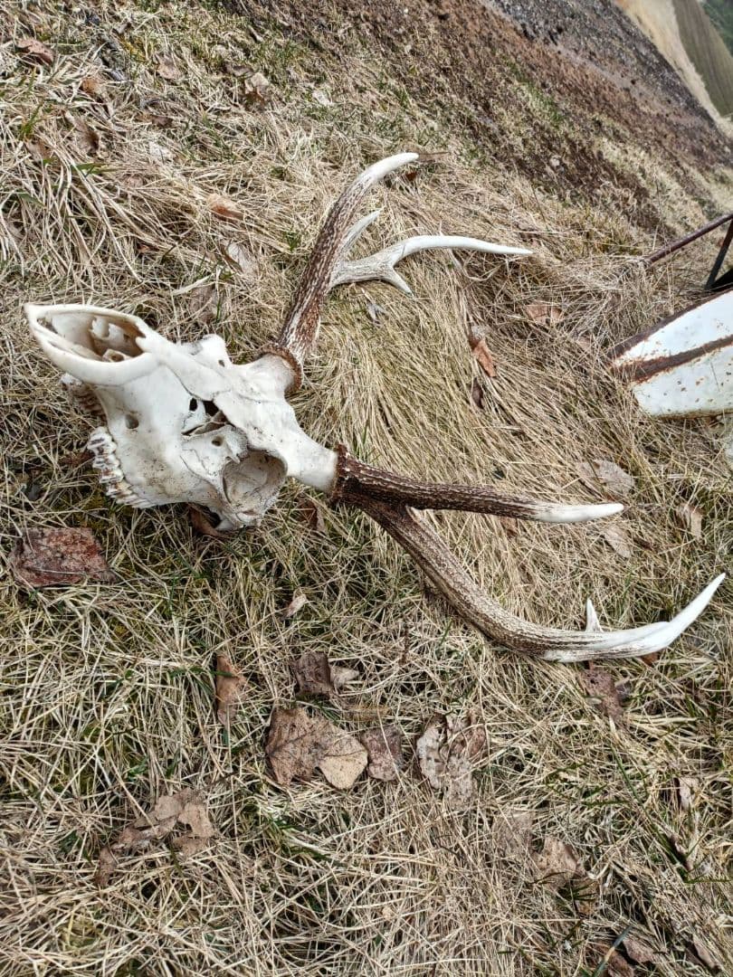 鹿の角、頭骨付 自然乾燥済み インテリアデコレーション