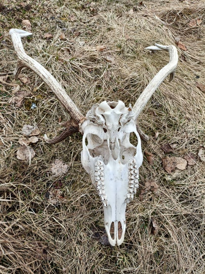鹿の角、頭骨付 自然乾燥済み インテリアデコレーション