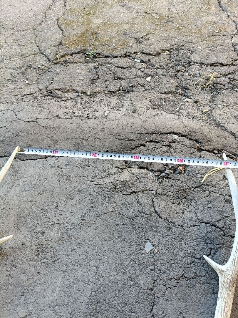 鹿の角、頭骨付 自然乾燥済み インテリアデコレーション