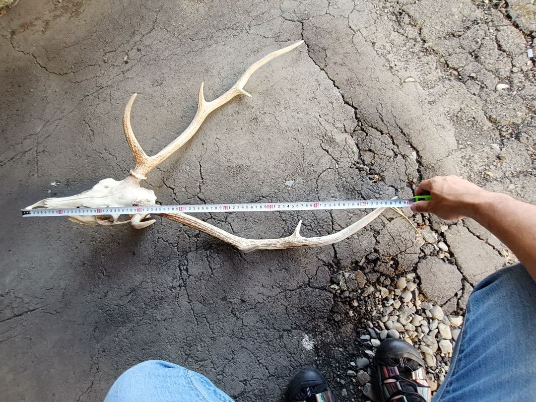 鹿の角、頭骨付 自然乾燥済み インテリアデコレーション