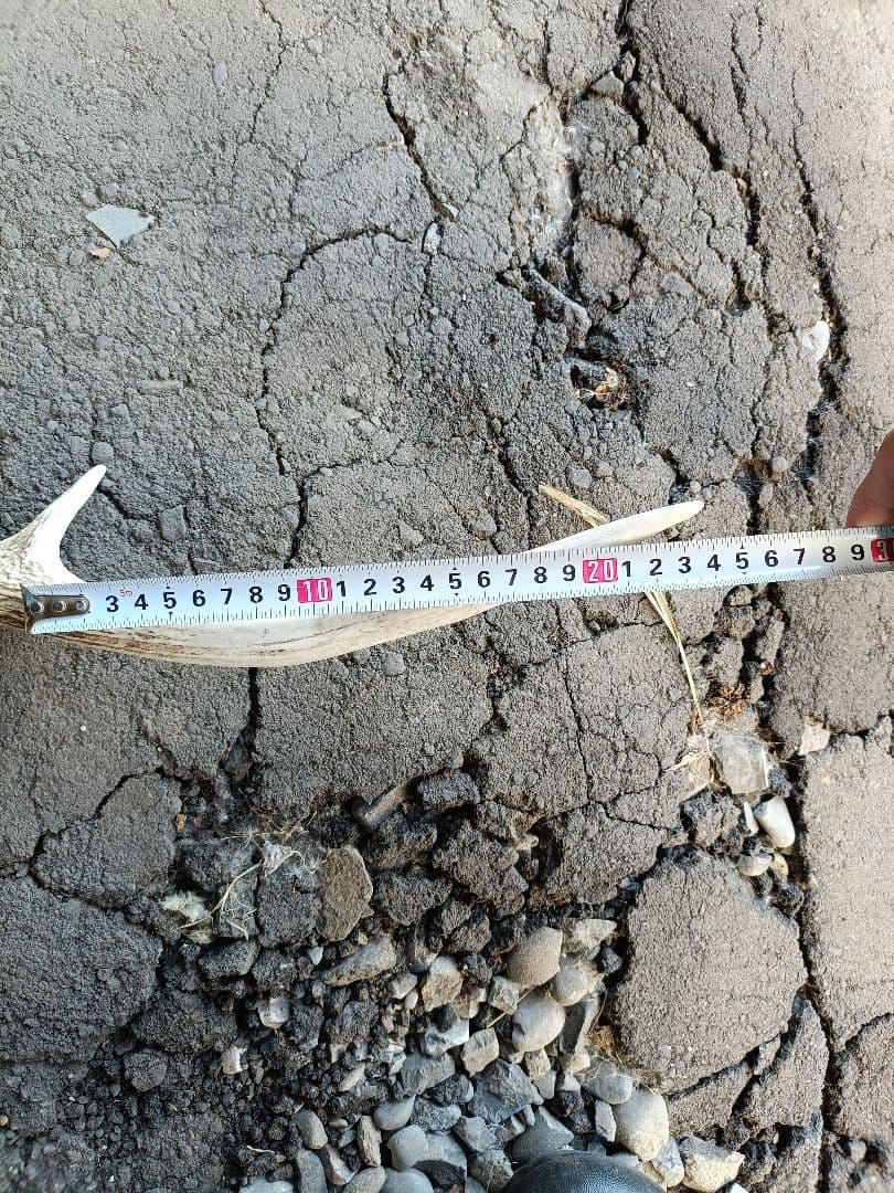 鹿の角、頭骨付 自然乾燥済み インテリアデコレーション