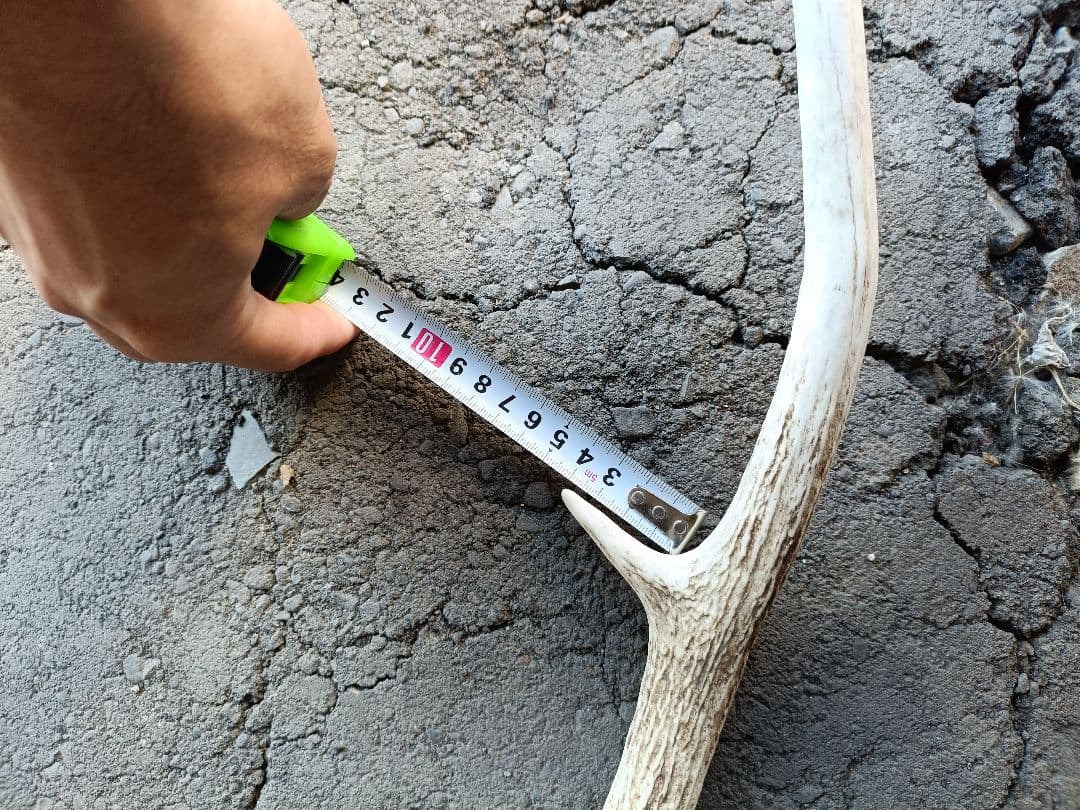 鹿の角、頭骨付 自然乾燥済み インテリアデコレーション