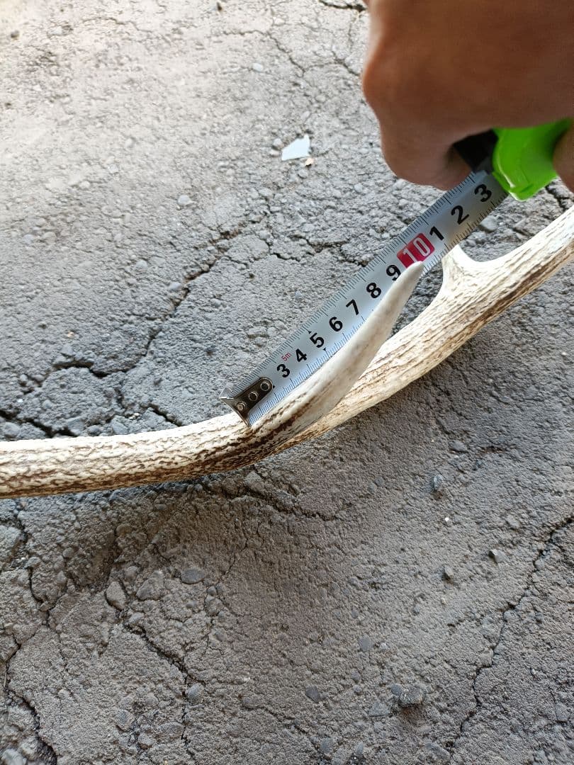 鹿の角、頭骨付 自然乾燥済み インテリアデコレーション