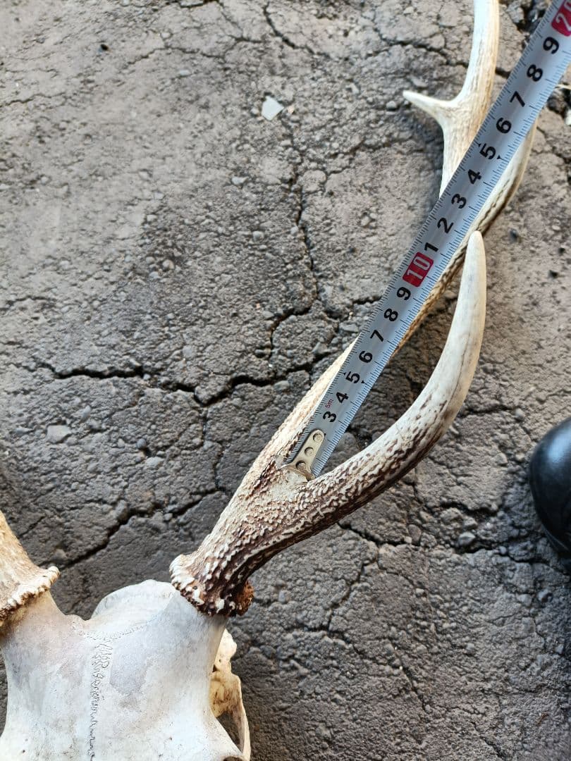 鹿の角、頭骨付 自然乾燥済み インテリアデコレーション