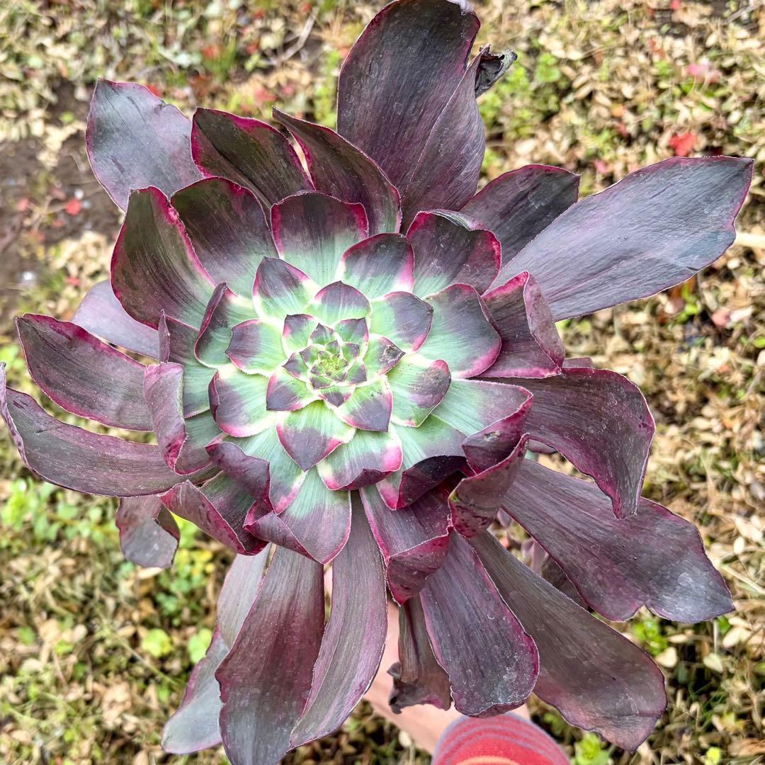 アエオニウム　悪魔の目Devil eye カット苗特大苗　極上花顔　カキコ2個