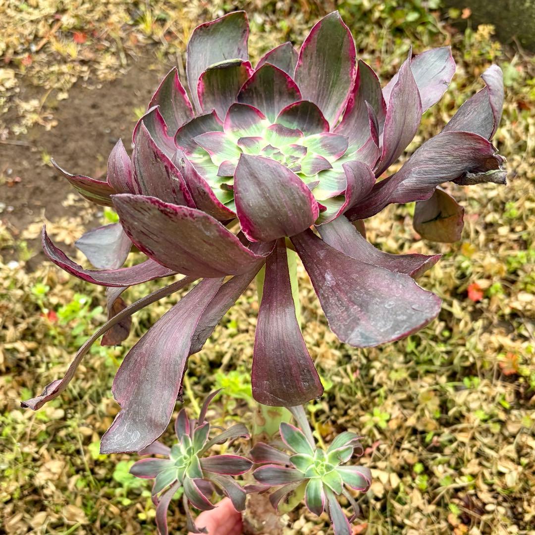 アエオニウム　悪魔の目Devil eye カット苗特大苗　極上花顔　カキコ2個