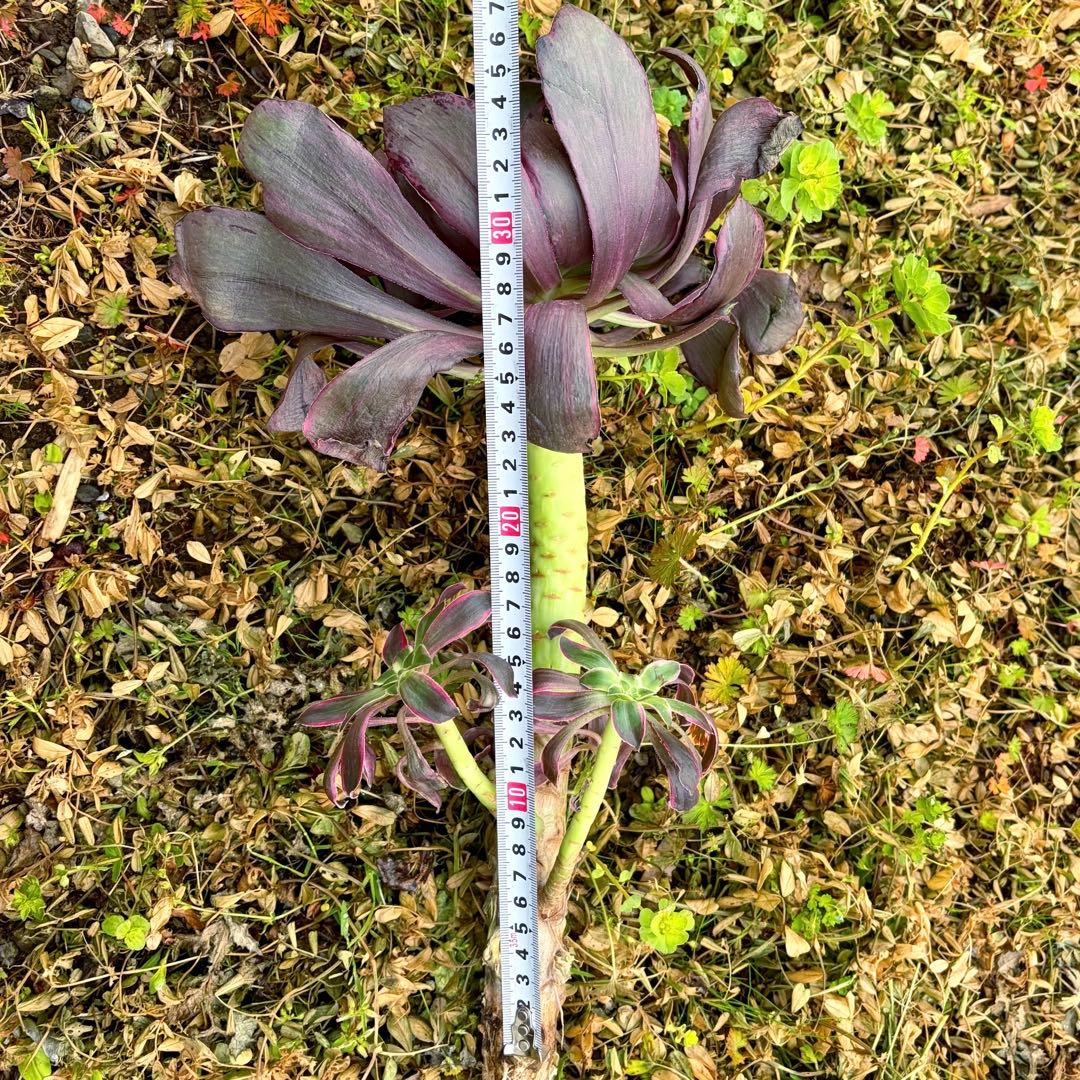 アエオニウム　悪魔の目Devil eye カット苗特大苗　極上花顔　カキコ2個